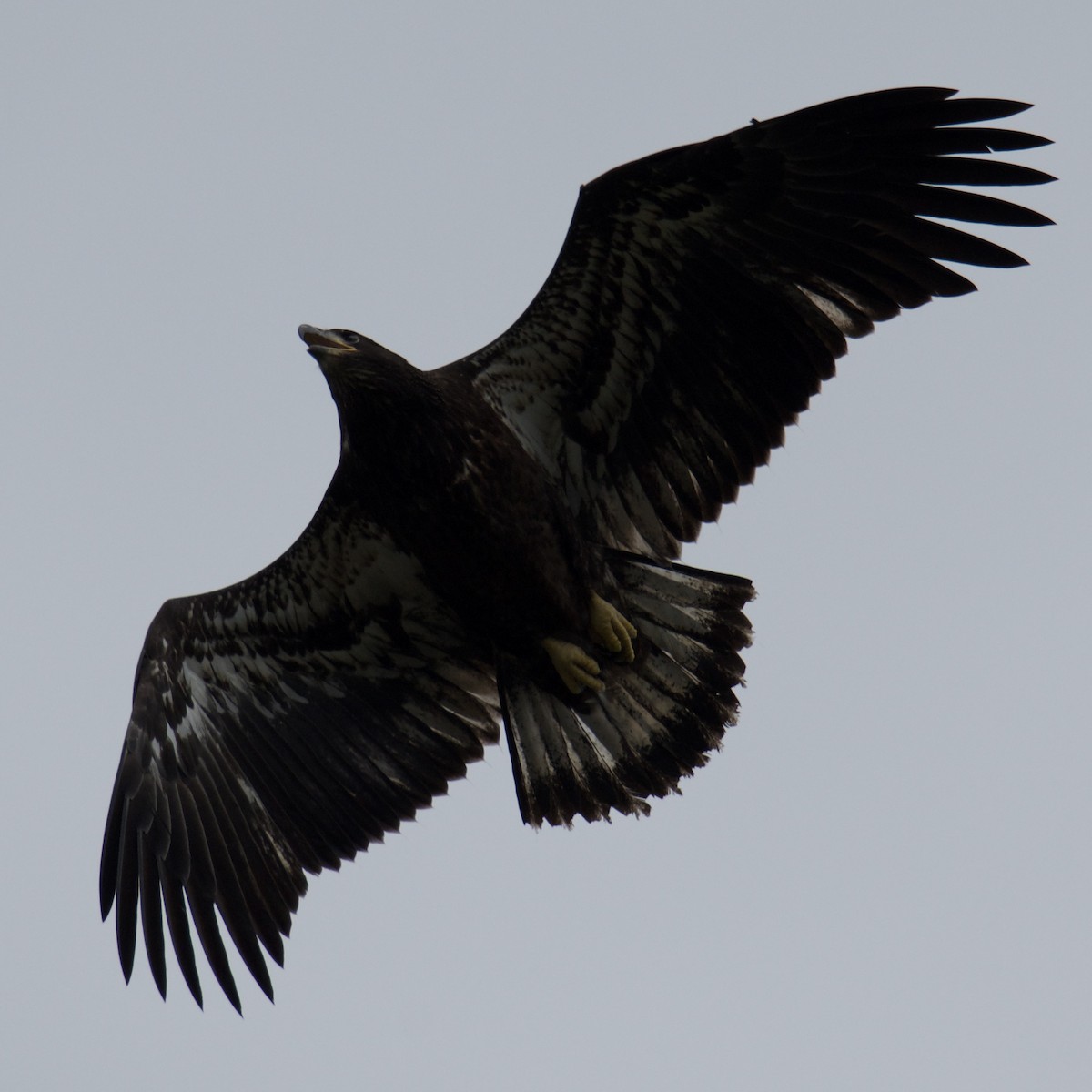 Bald Eagle - ML637229271