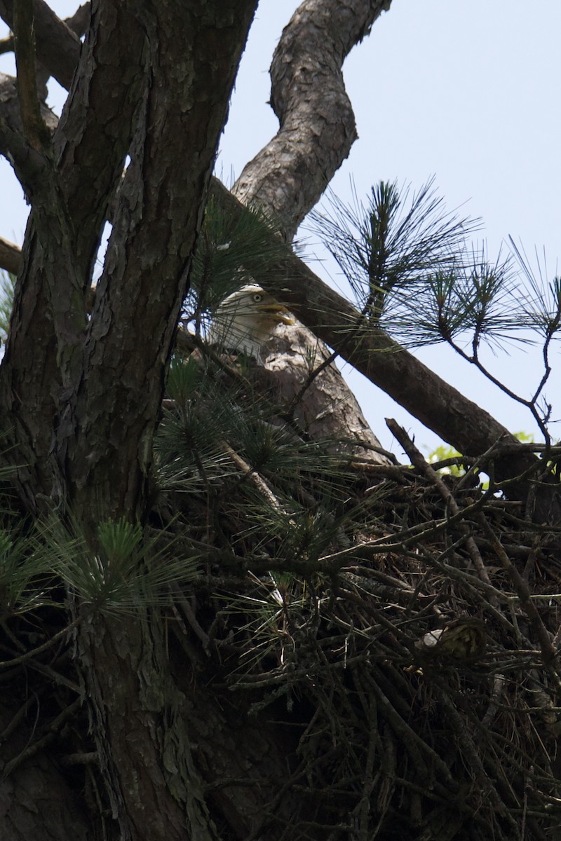 Bald Eagle - ML637229272