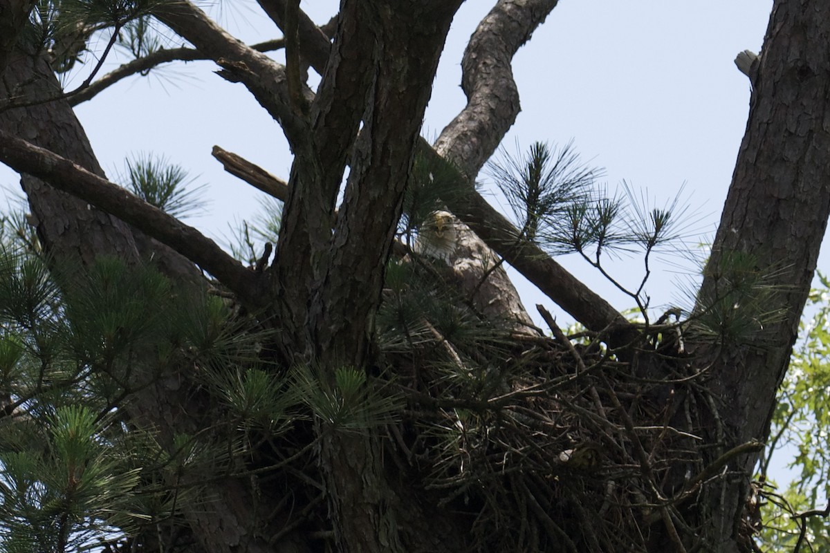 Bald Eagle - ML637229273