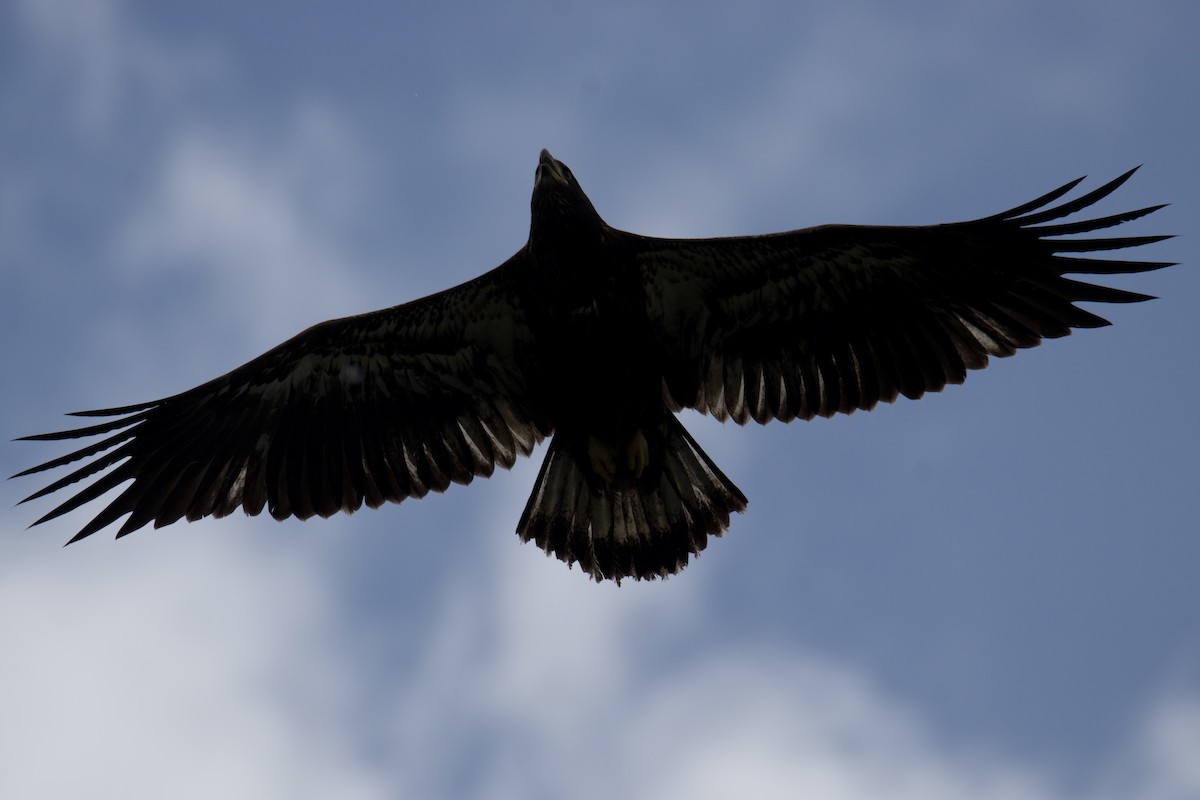 Bald Eagle - ML637229274