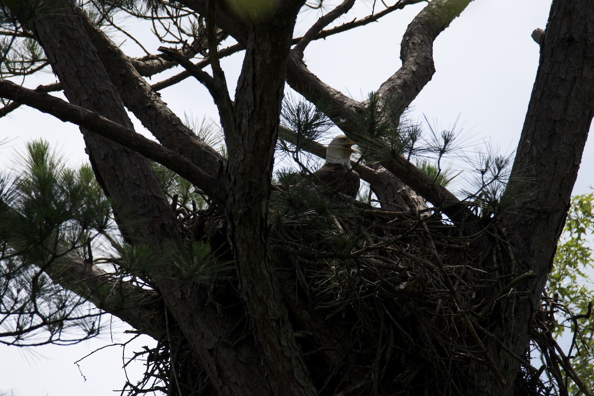 Bald Eagle - ML637229275