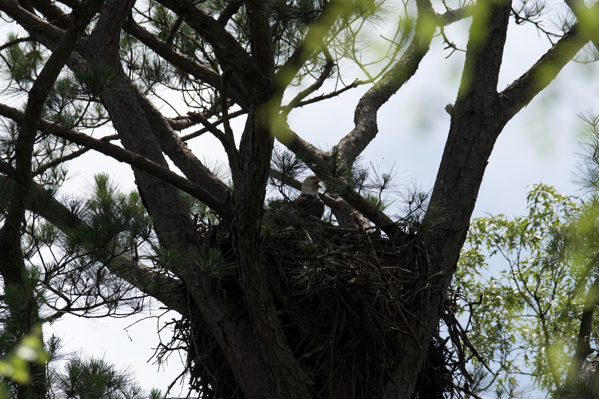 Bald Eagle - ML637229277