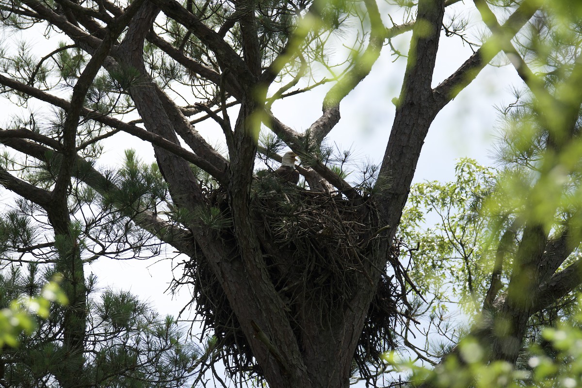 Bald Eagle - ML637229278