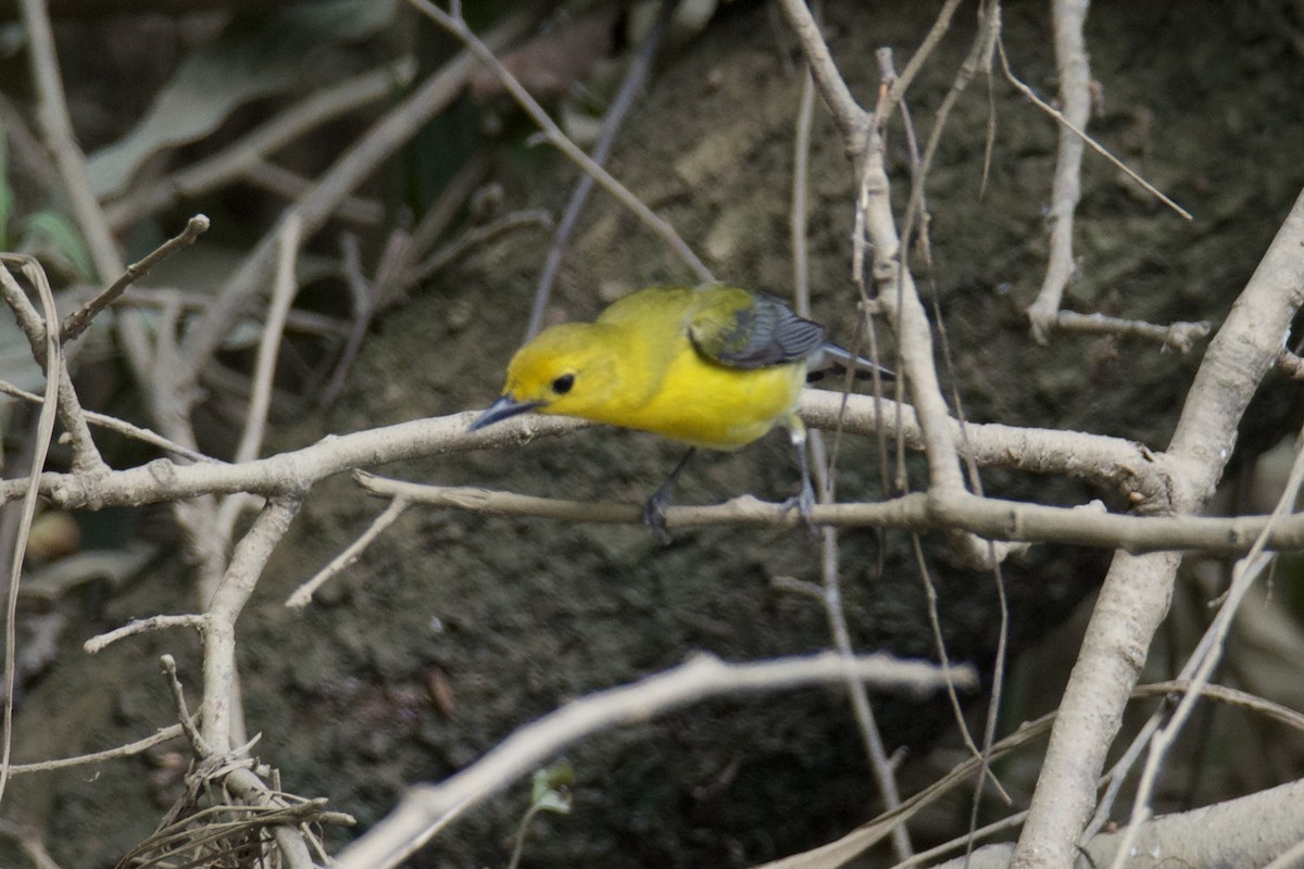Prothonotary Warbler - ML637229298