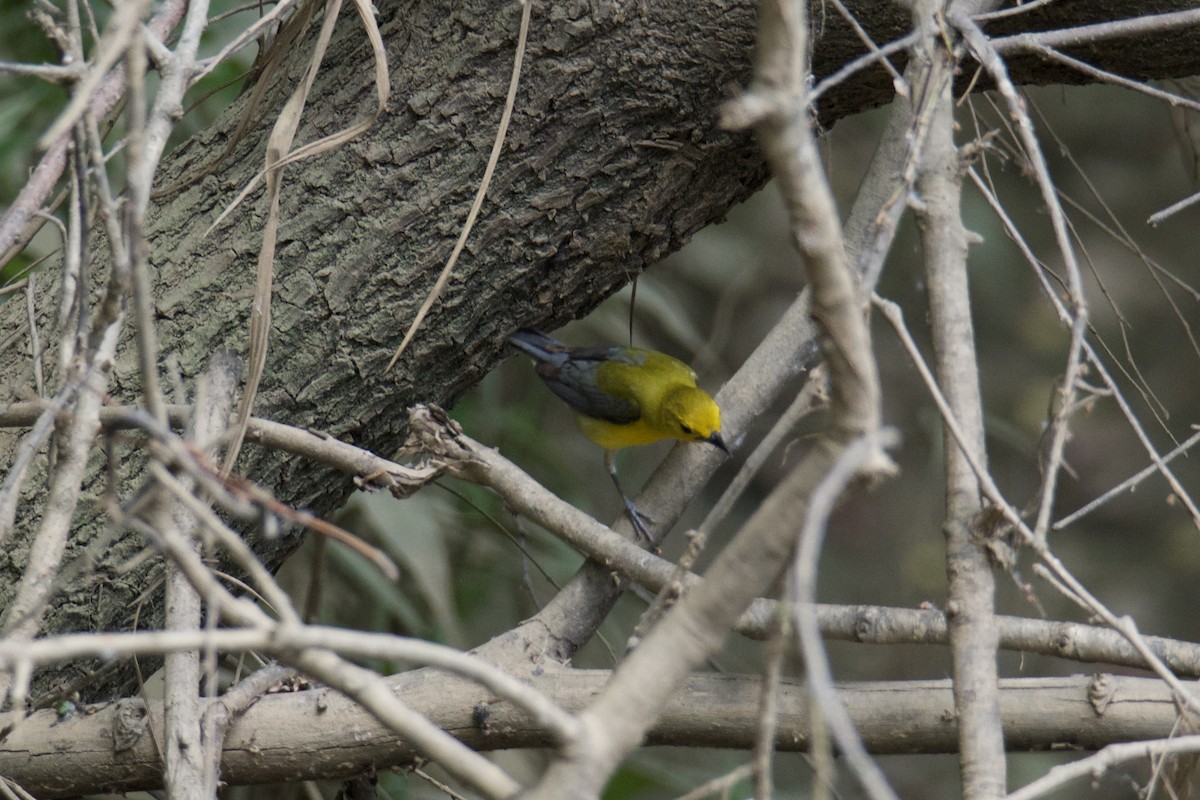 Prothonotary Warbler - ML637229299