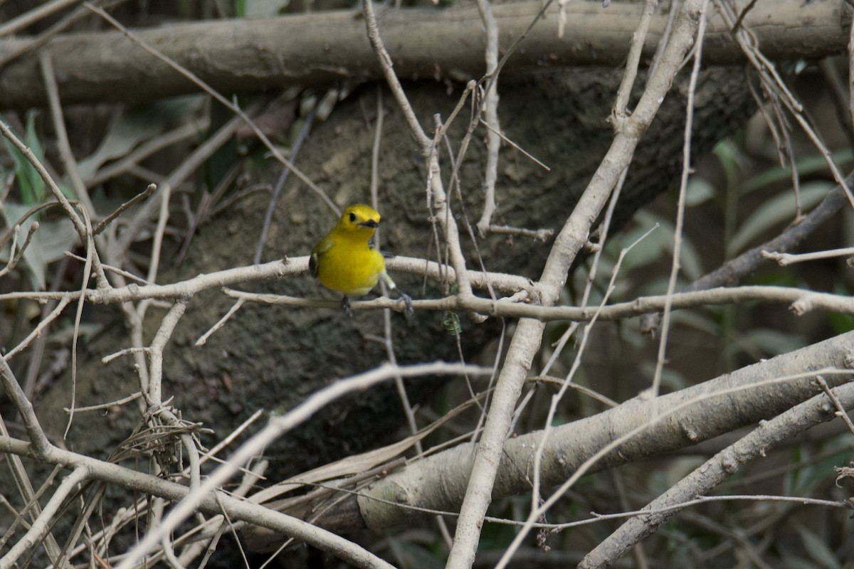 Prothonotary Warbler - ML637229300