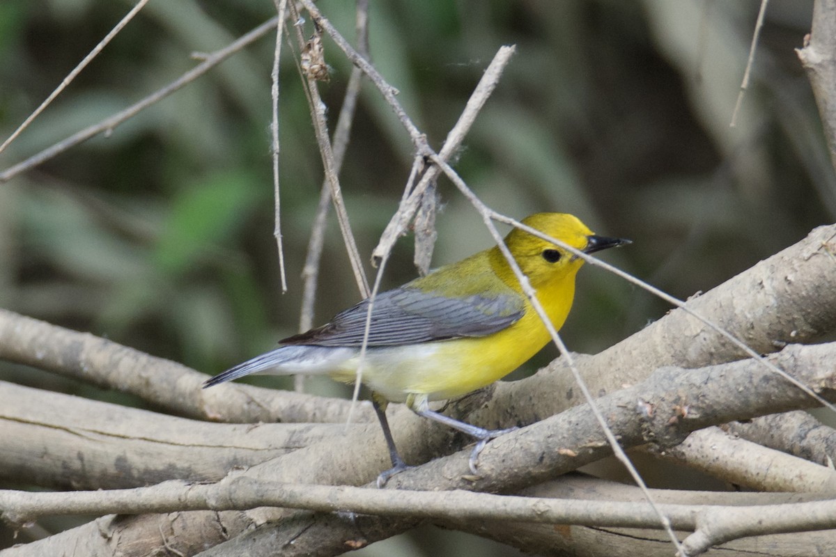 Prothonotary Warbler - ML637229301