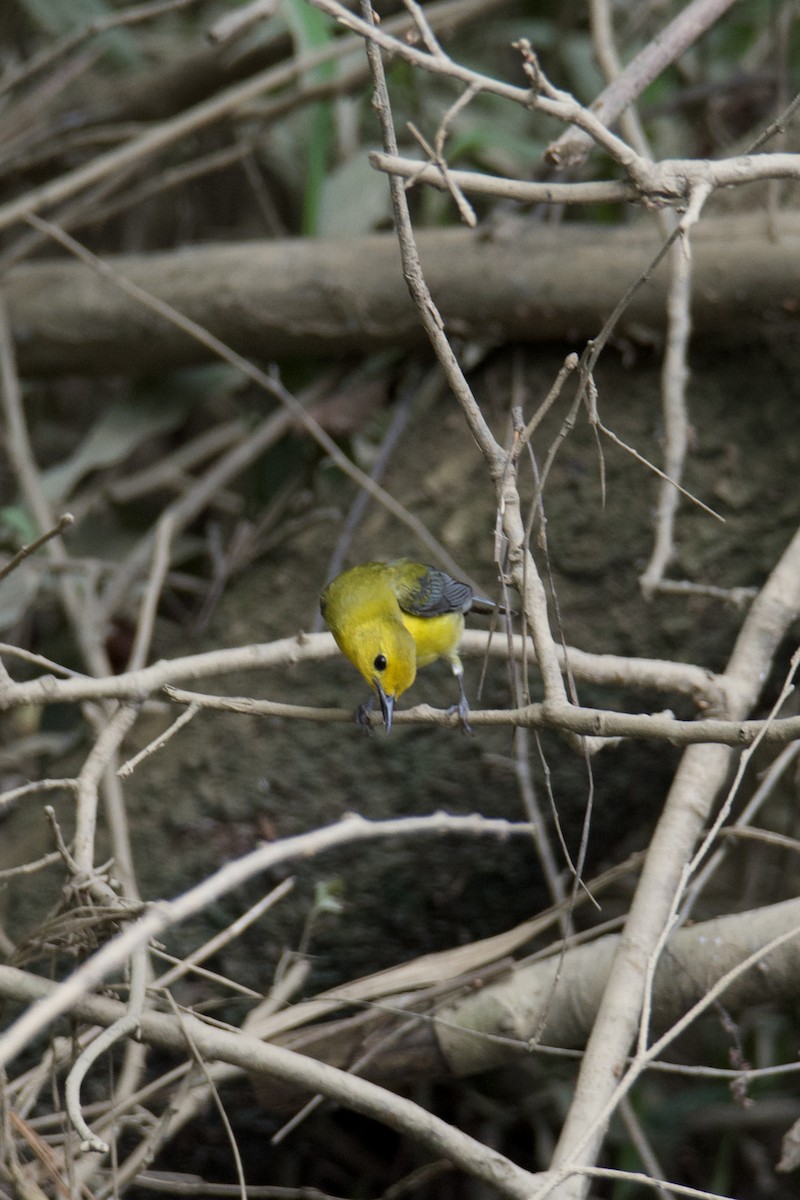 Prothonotary Warbler - ML637229302