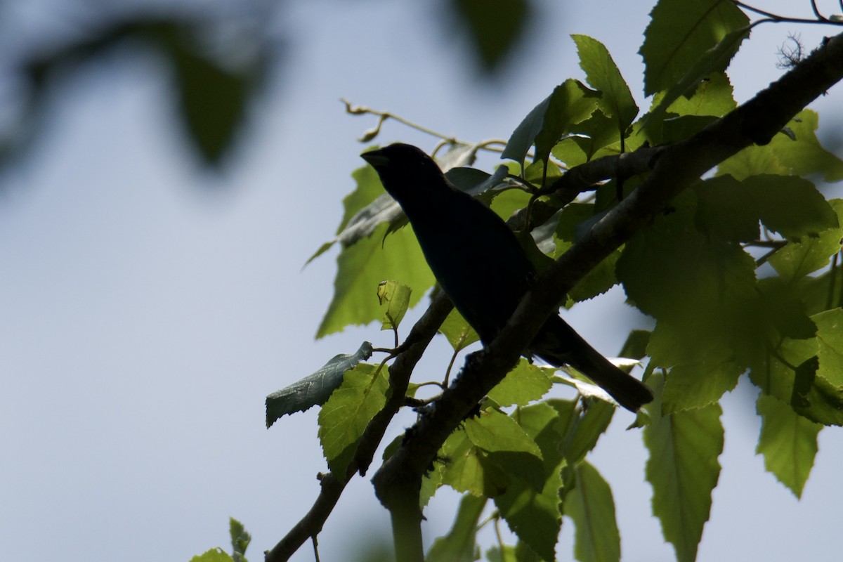 Indigo Bunting - ML637229339