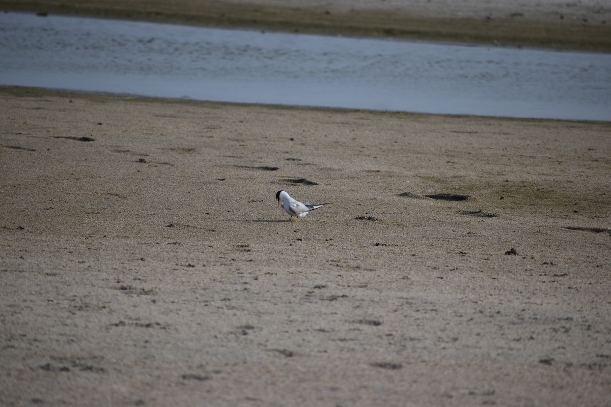 Least Tern - ML637229361