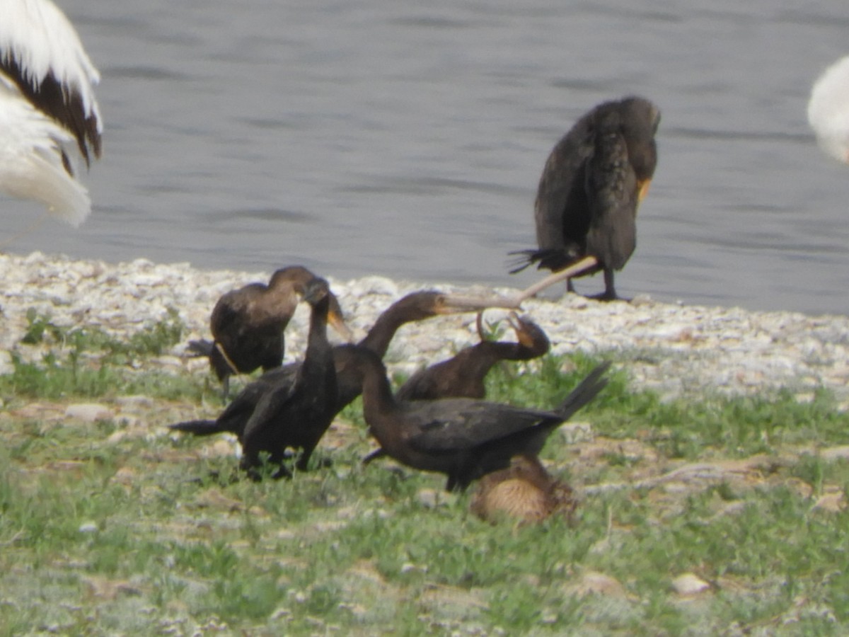 Neotropic Cormorant - ML637229379