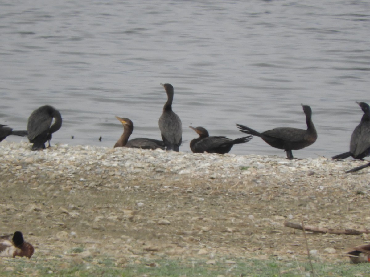 Neotropic Cormorant - ML637229397