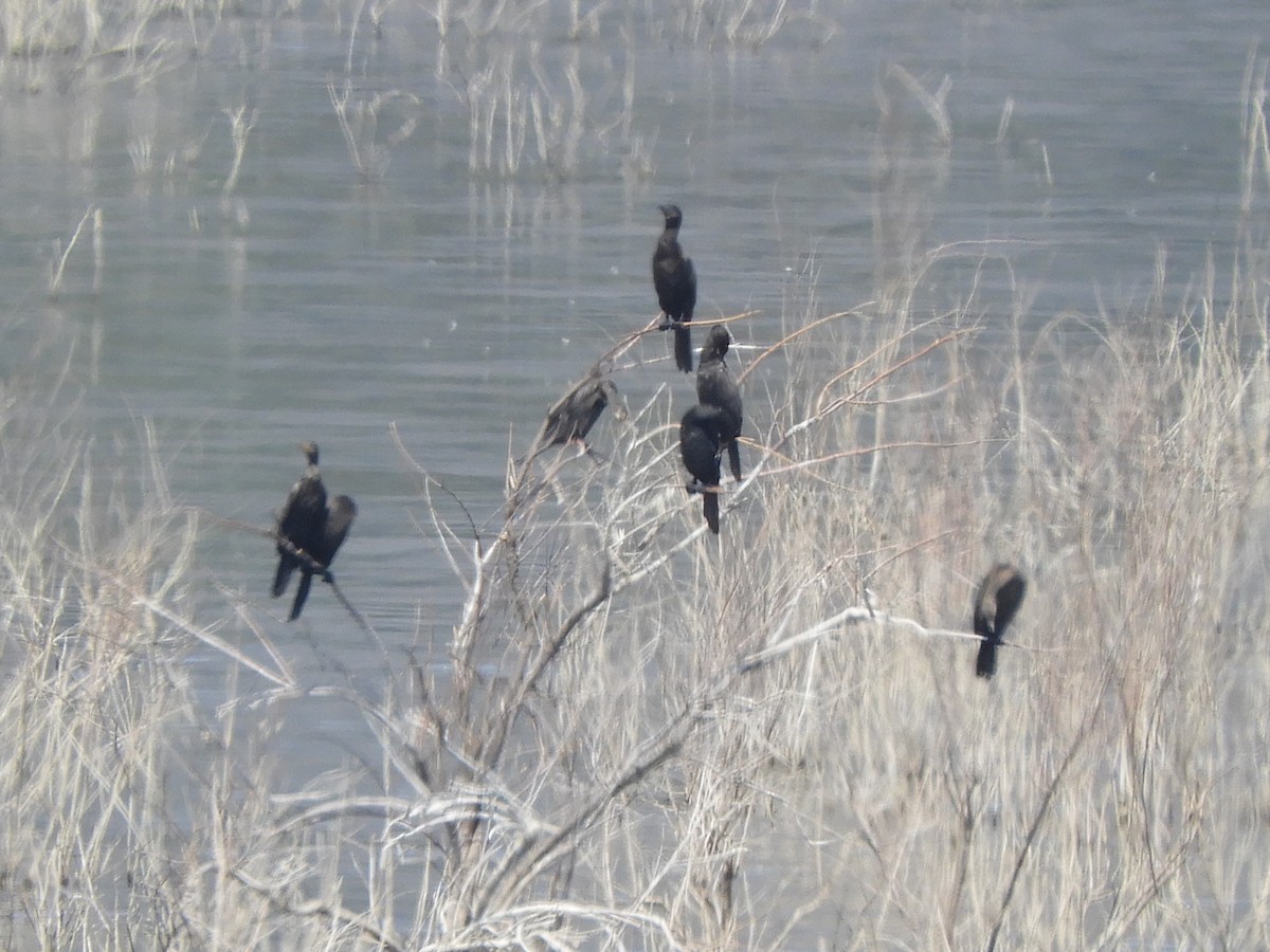 Neotropic Cormorant - ML637229411