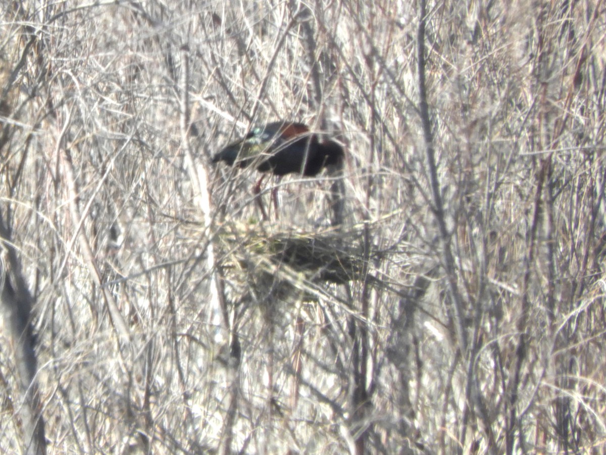 White-faced Ibis - ML637229432