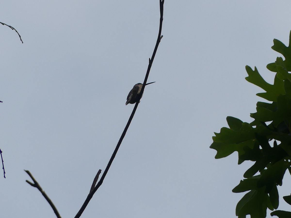 Ruby-throated Hummingbird - ML637229450