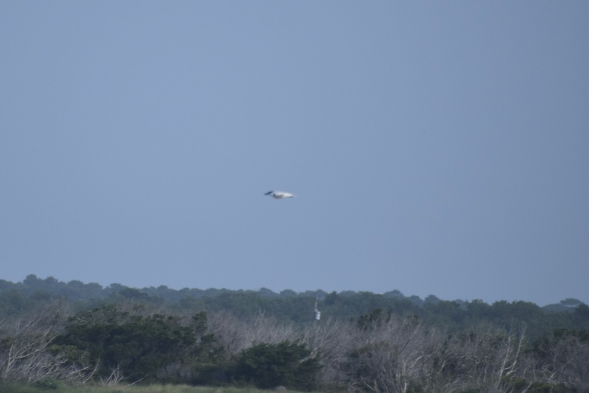 Gull-billed Tern - ML637229476