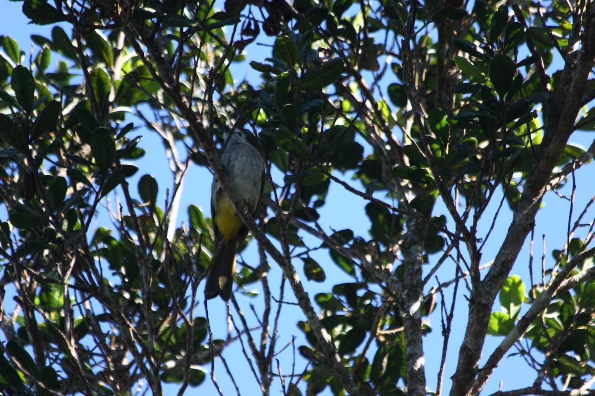 Pale-faced Bulbul - ML637229485