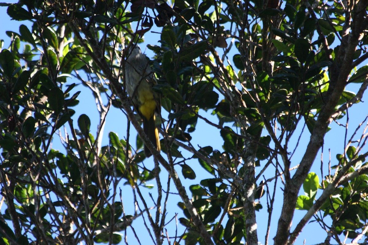 Pale-faced Bulbul - ML637229486