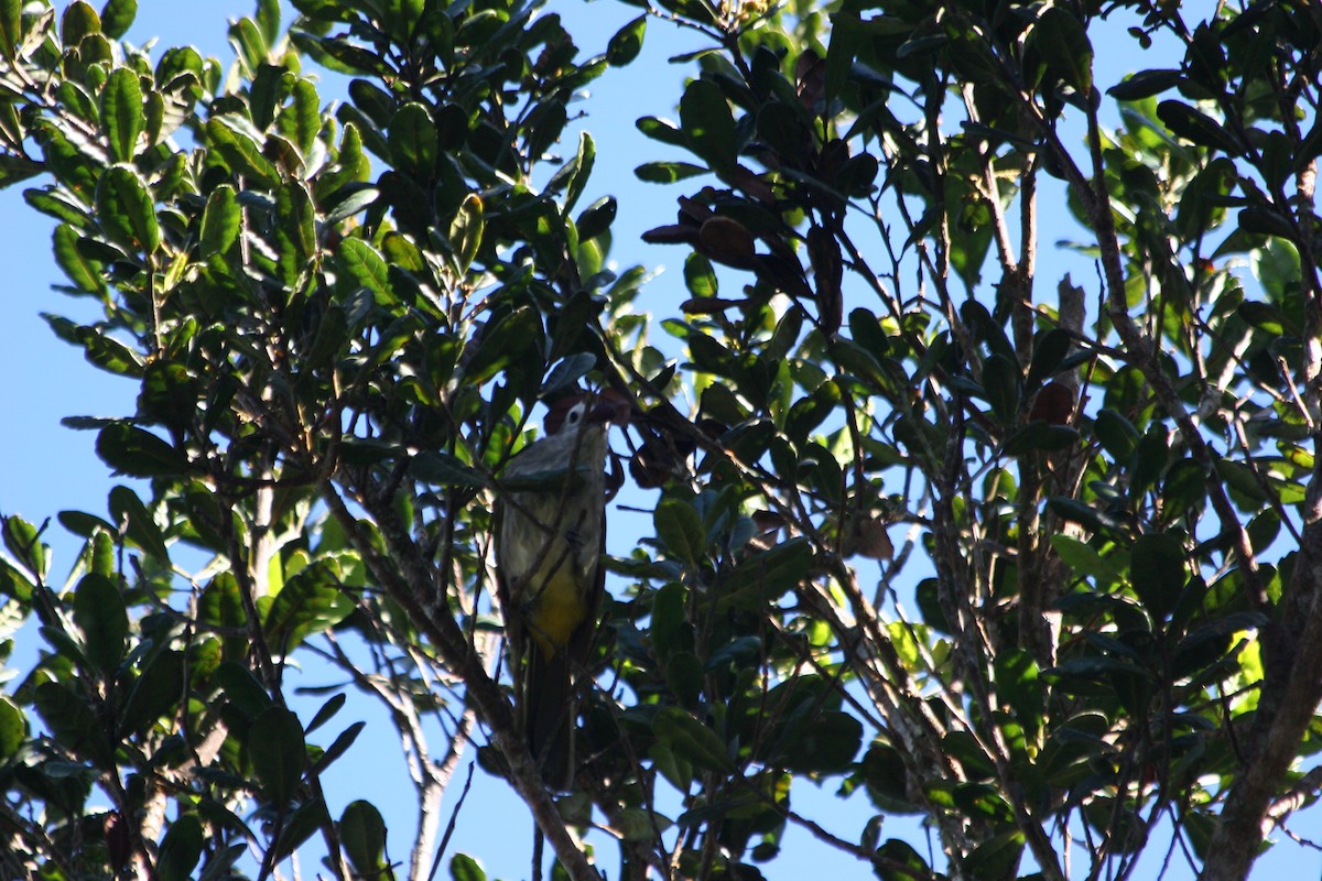 Pale-faced Bulbul - ML637229487