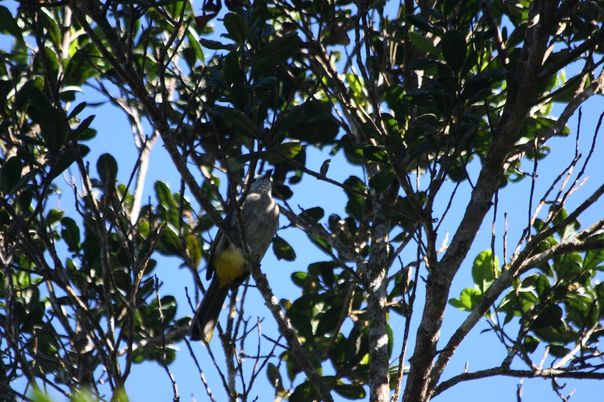 Pale-faced Bulbul - ML637229488