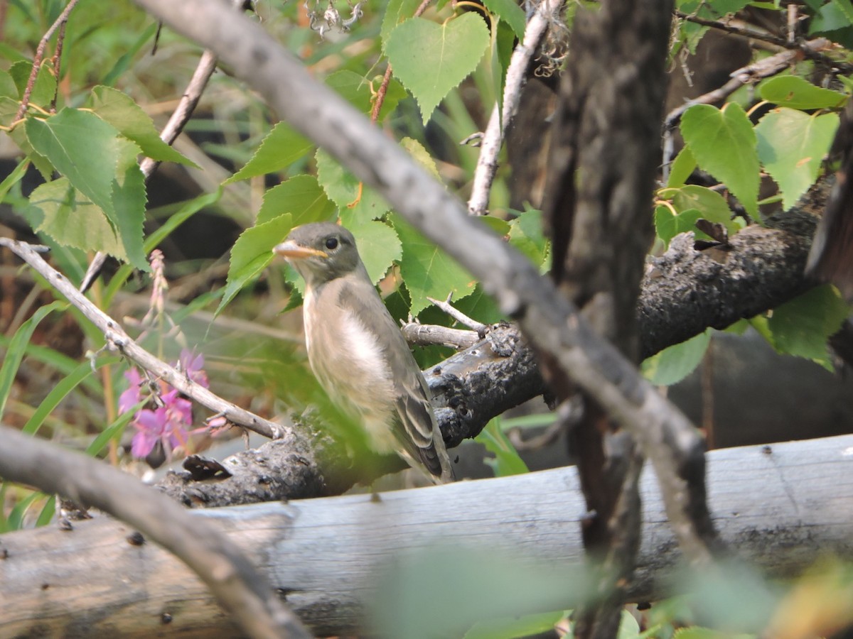 Olive-sided Flycatcher - ML63722951