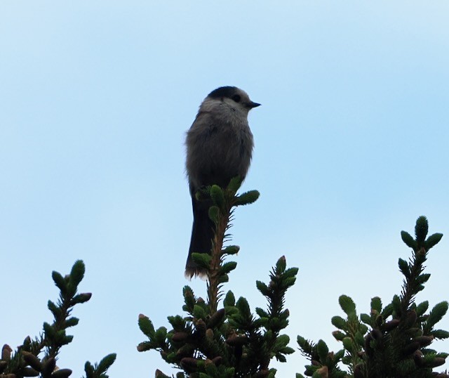 Canada Jay - ML637229520
