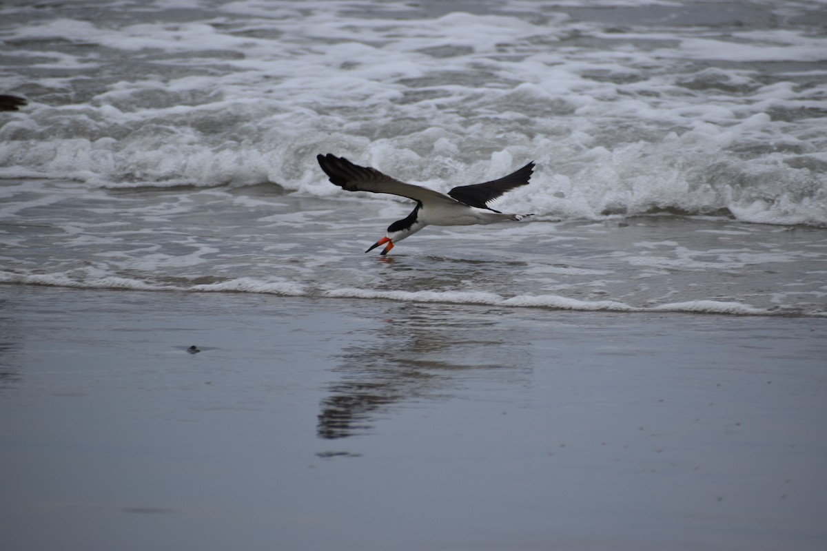 Black Skimmer - ML637229545