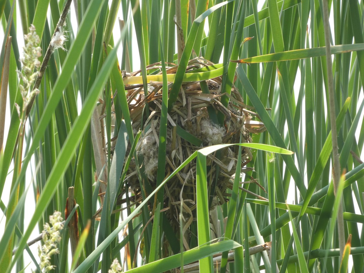 Marsh Wren - ML637229600