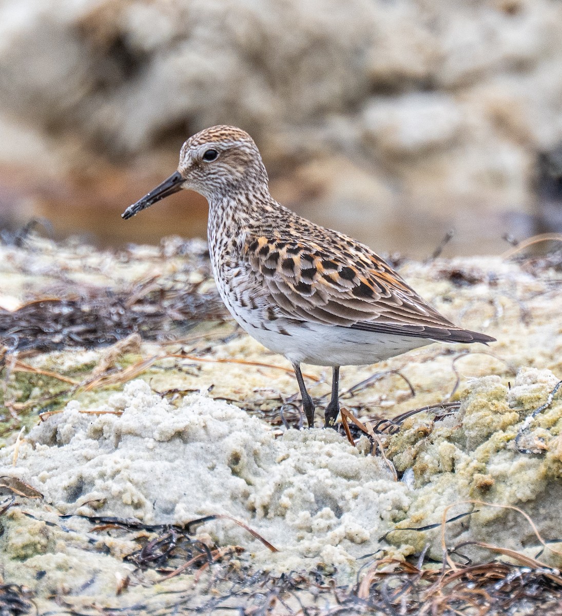 White-rumped Sandpiper - ML637229710