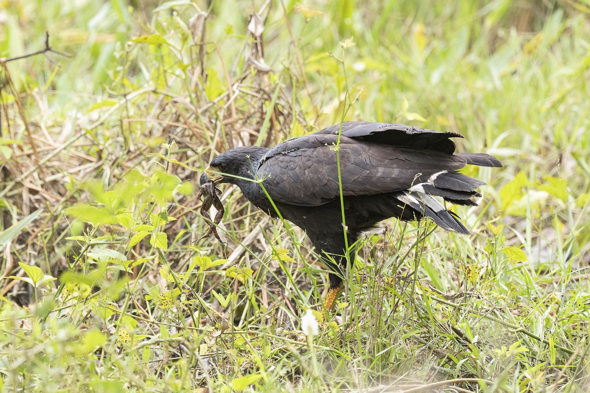Great Black Hawk - ML637229726