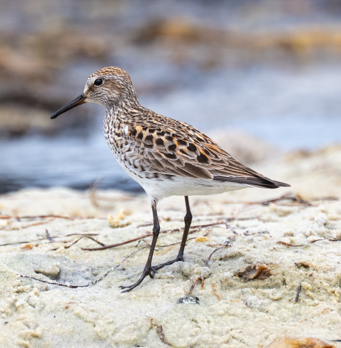 White-rumped Sandpiper - ML637229797