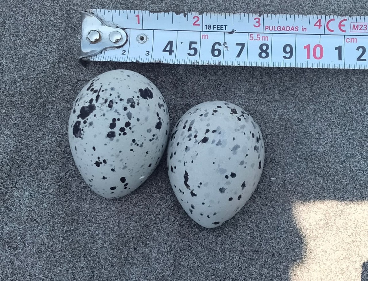 American Oystercatcher - ML637229832