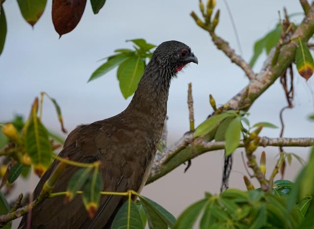 West Mexican Chachalaca - ML637229915