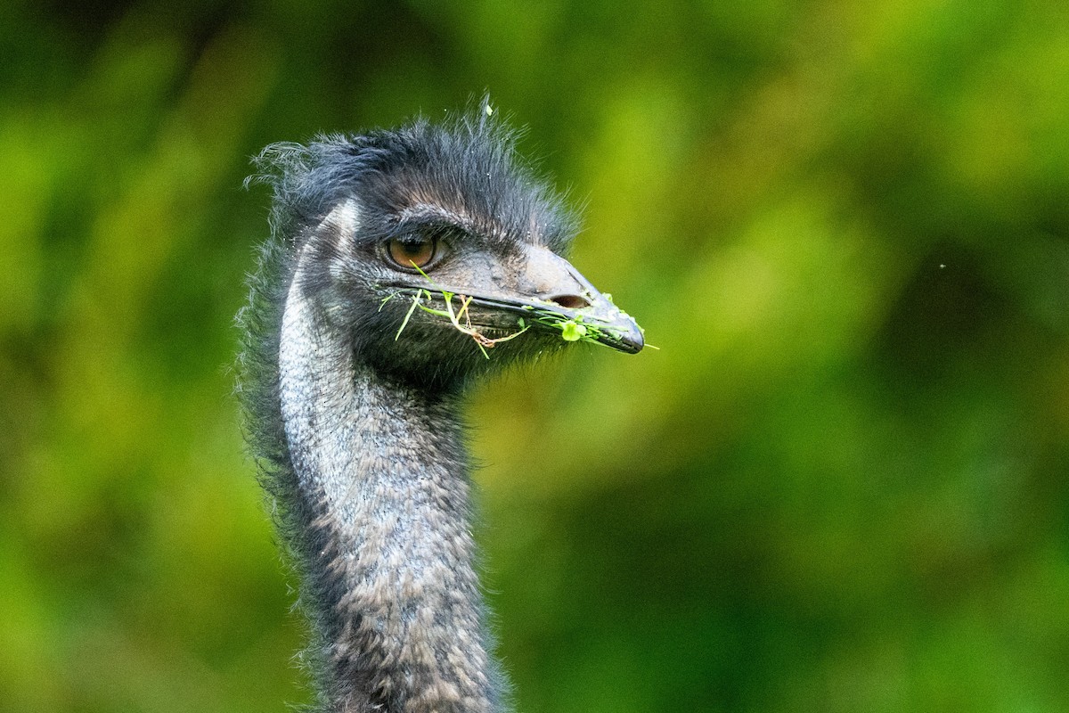 Emu - ML637230070