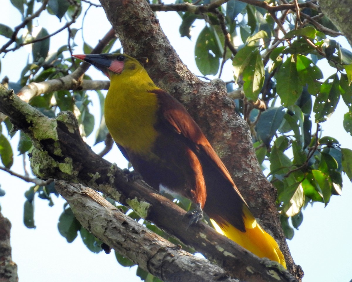 Olive Oropendola - ML637230109