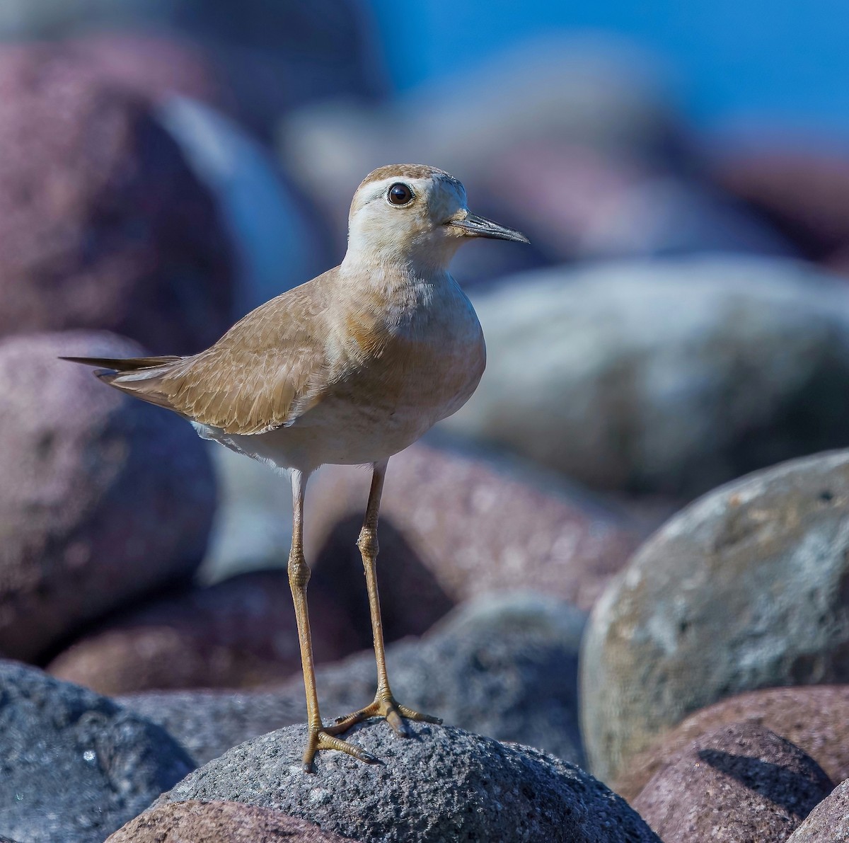 東方紅胸鴴 - ML637230145