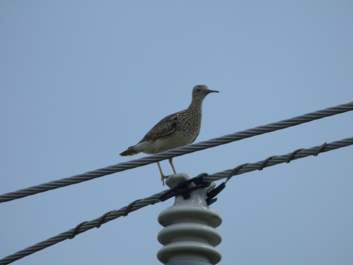 Upland Sandpiper - ML637230258