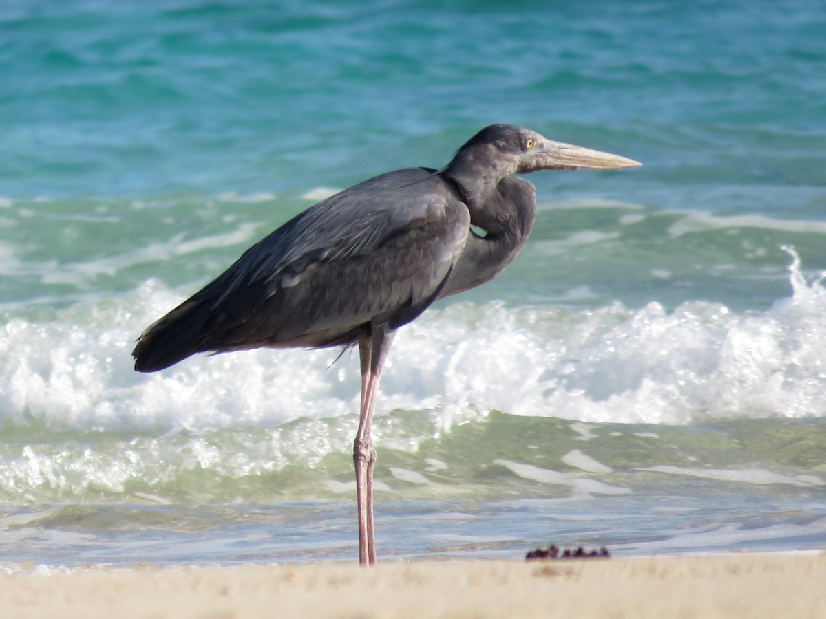 Humblot's Heron - ML637230313