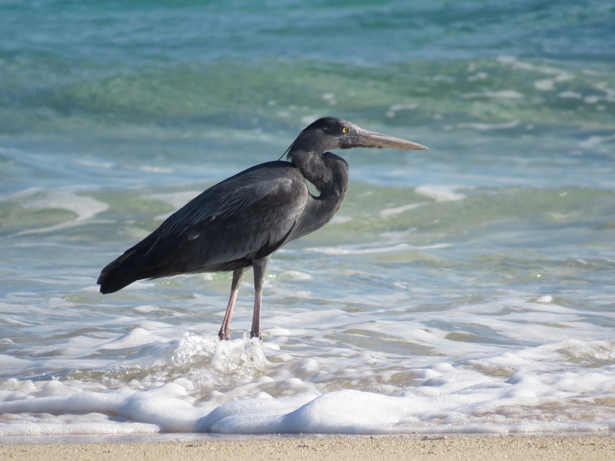 Humblot's Heron - ML637230329
