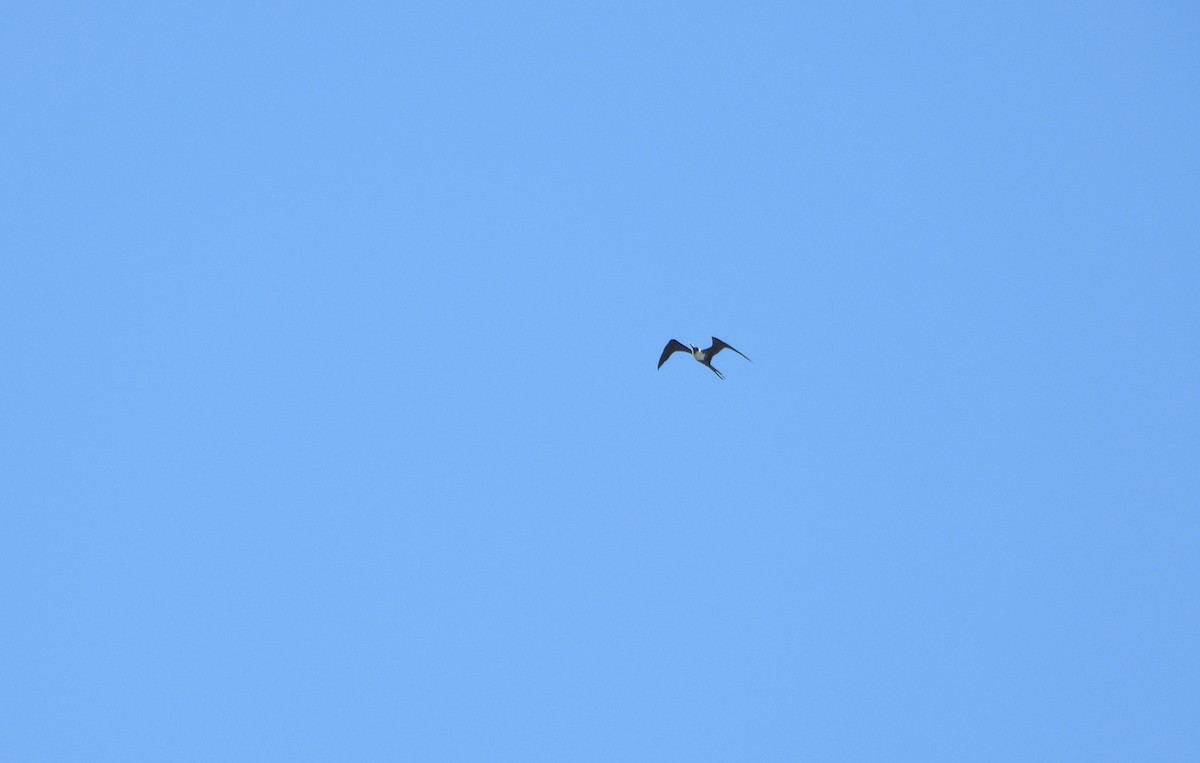 Magnificent Frigatebird - ML637230341