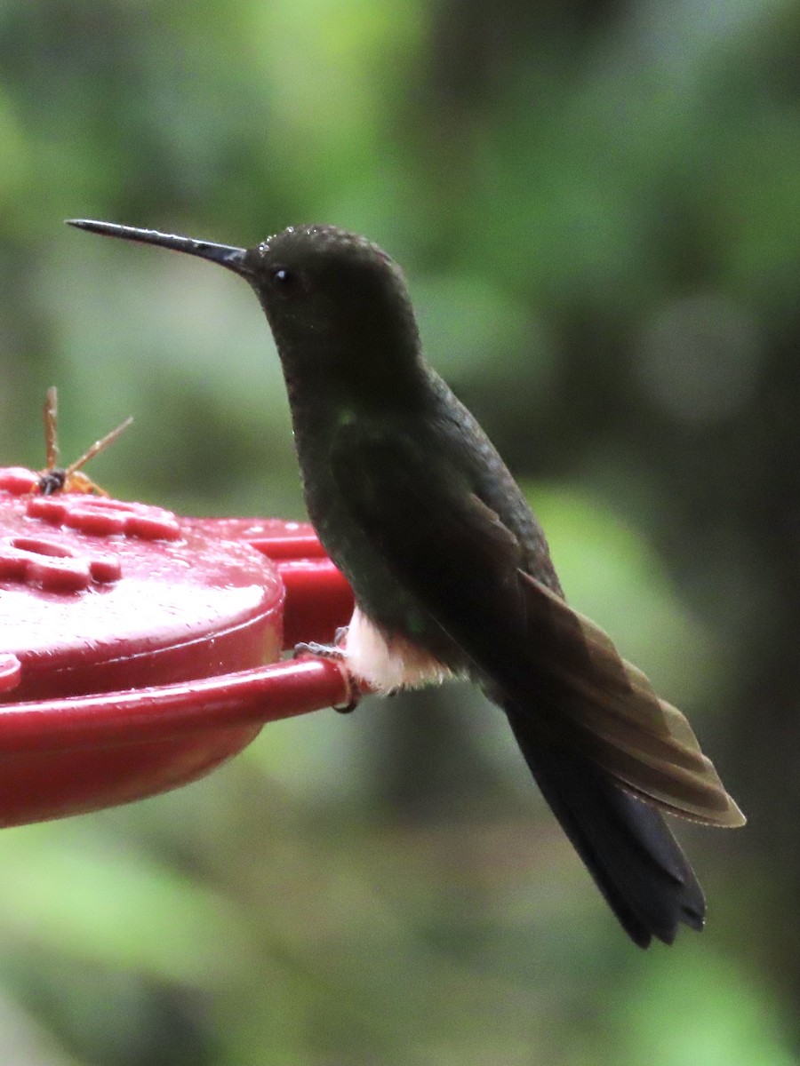 Greenish Puffleg - ML637230349