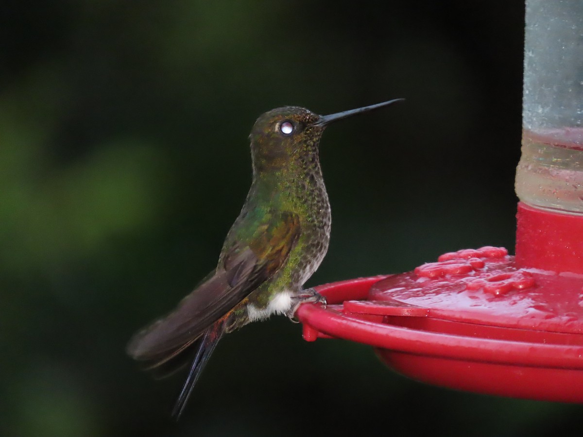 Greenish Puffleg - ML637230350