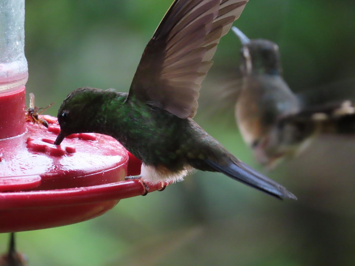 Greenish Puffleg - ML637230351