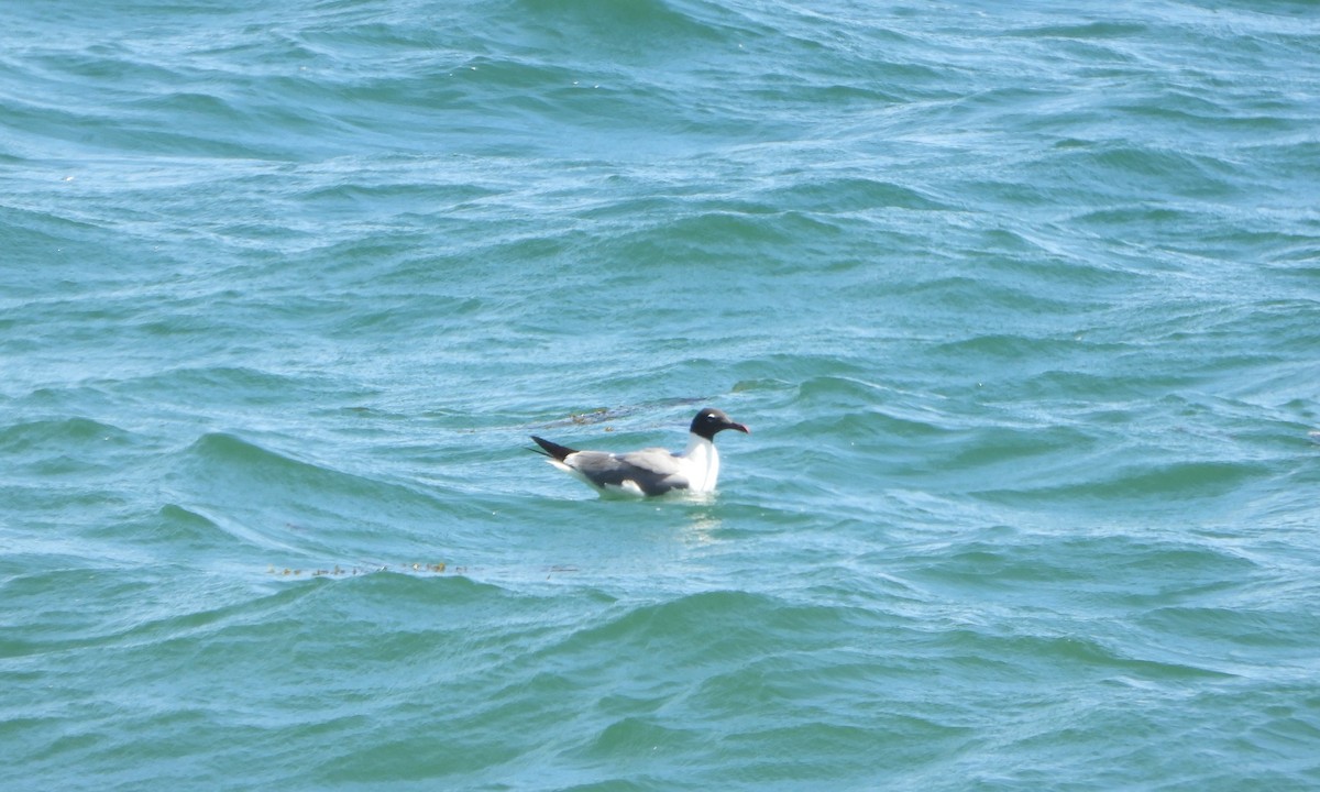 Laughing Gull - ML637230366