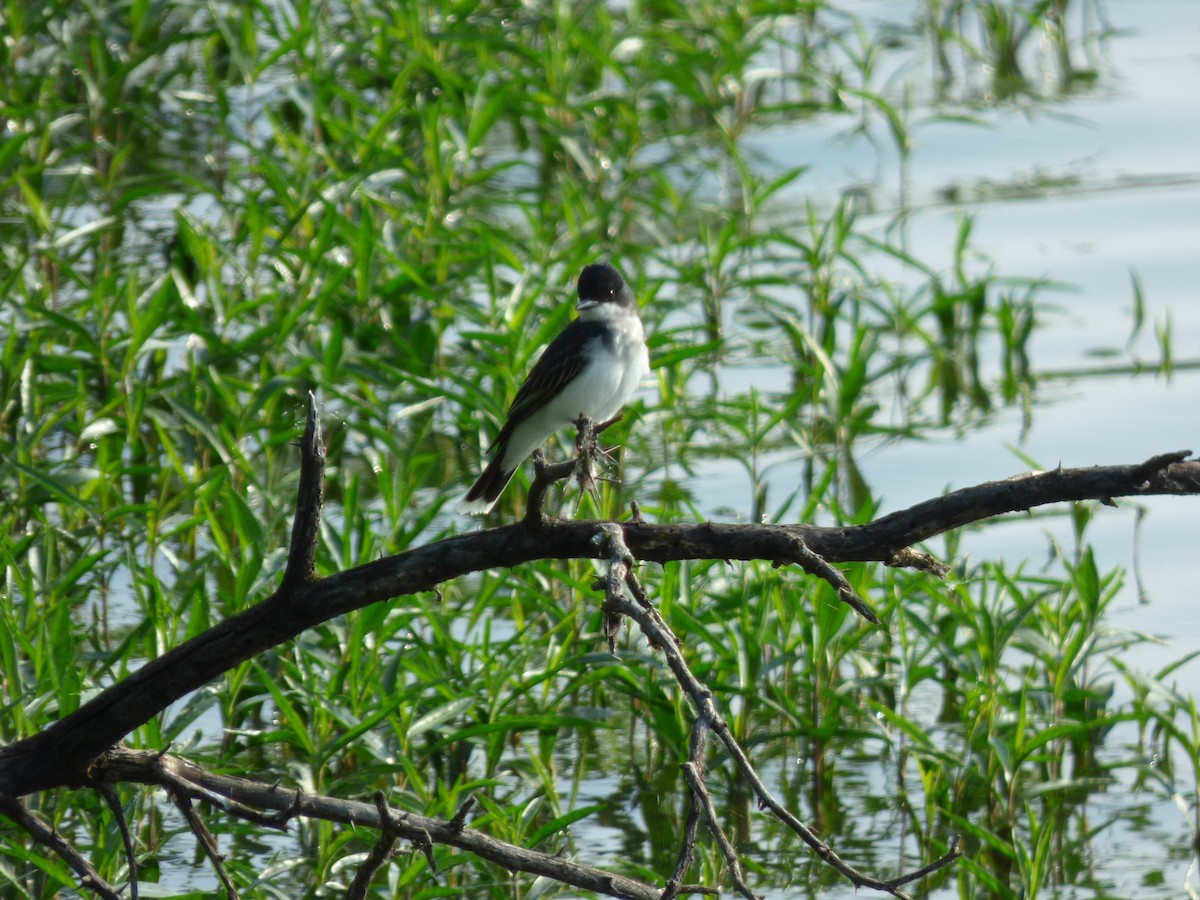 Eastern Kingbird - ML637230414