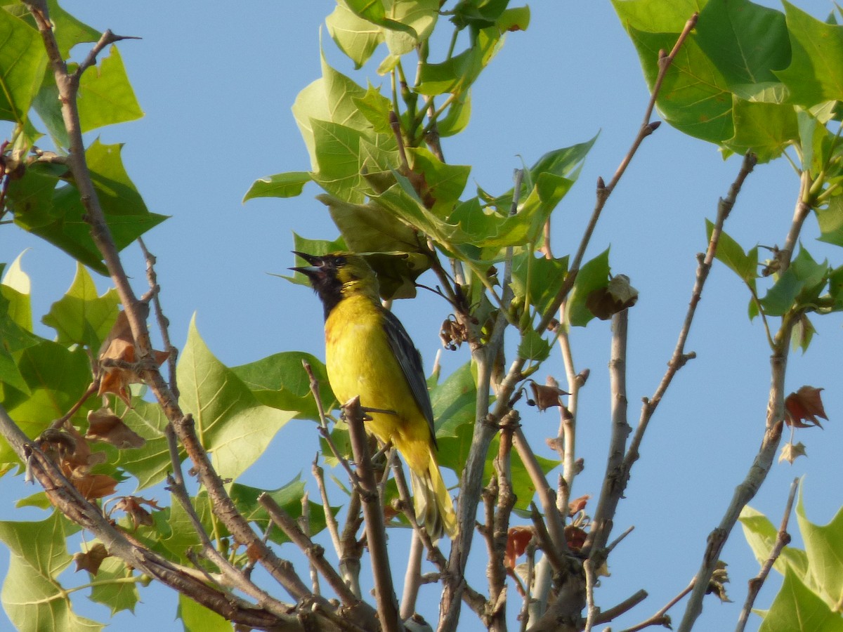 Orchard Oriole - ML637230422
