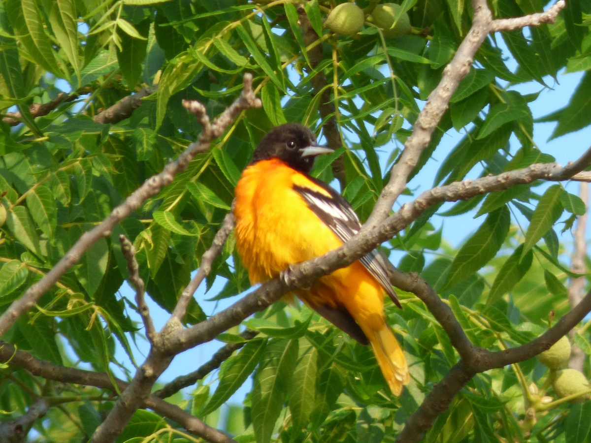 Baltimore Oriole - ML637230425