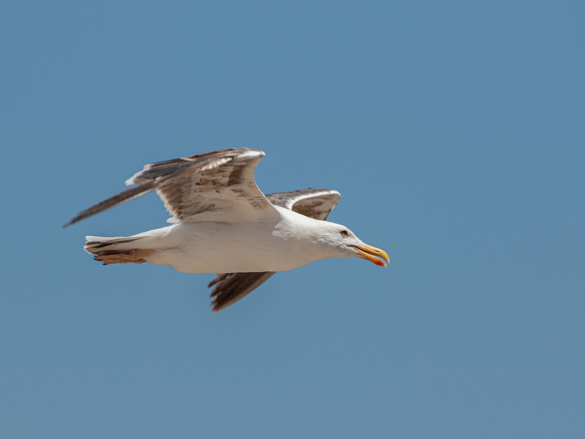 Yellow-footed Gull - ML637230473