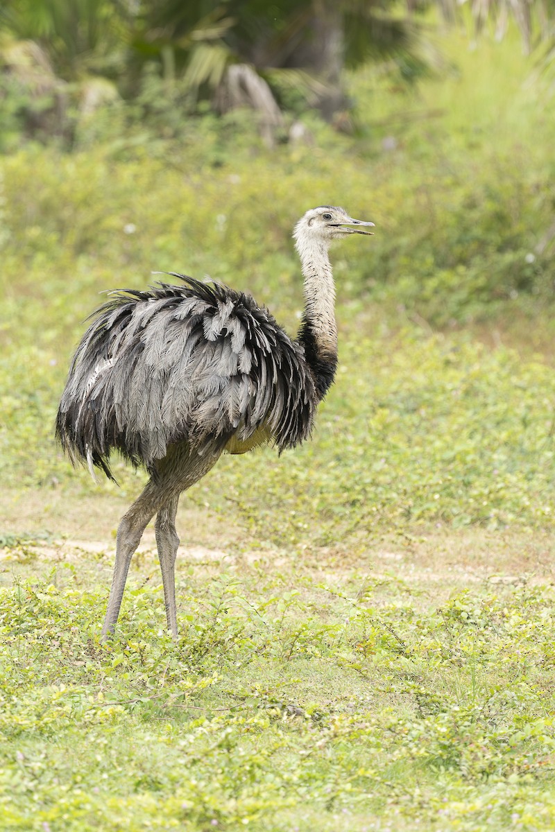 Greater Rhea - ML637230543