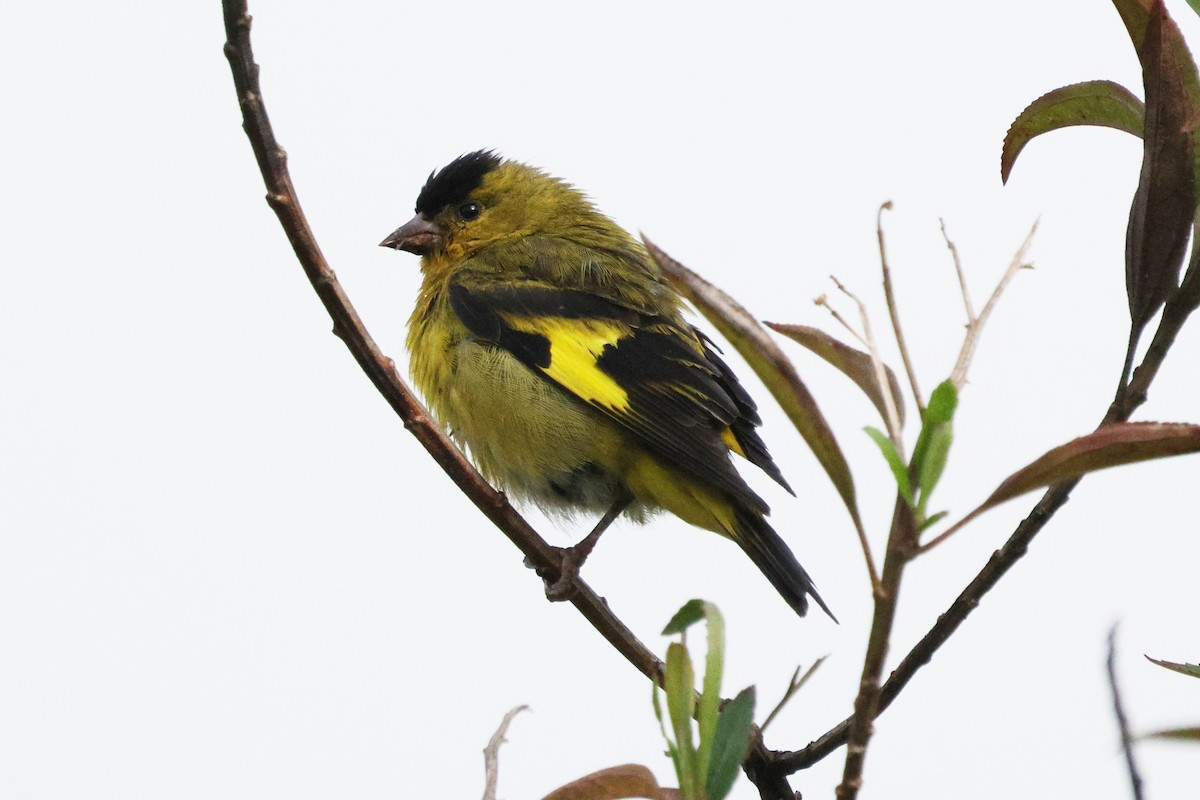 Andean Siskin - ML637230593